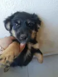 Neguinha 