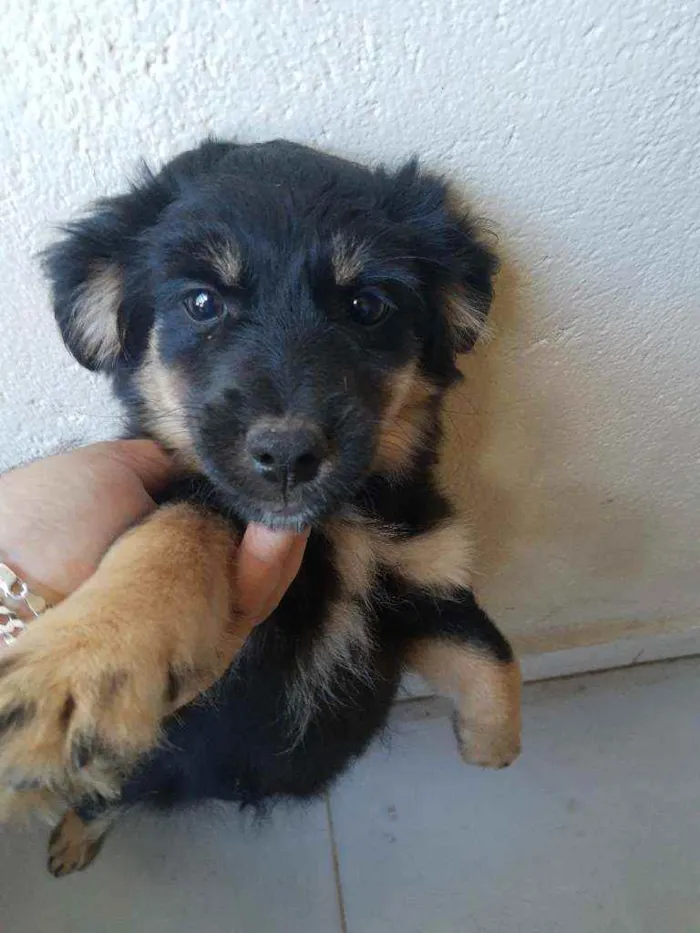 Cachorro ra a Srd idade 7 a 11 meses nome Neguinha 