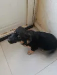 Neguinha 