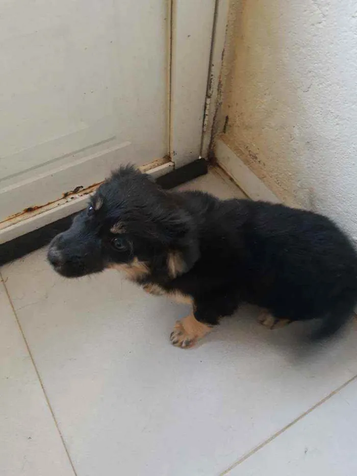 Cachorro ra a Srd idade 7 a 11 meses nome Neguinha 