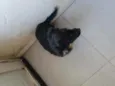 Neguinha 