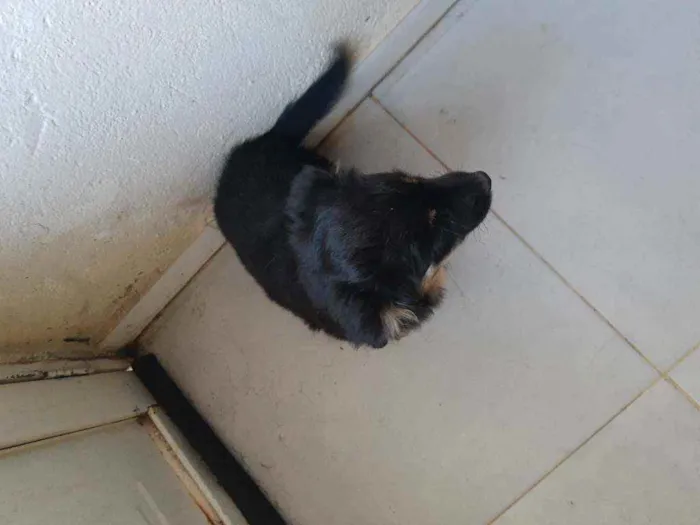 Cachorro ra a Srd idade 7 a 11 meses nome Neguinha 