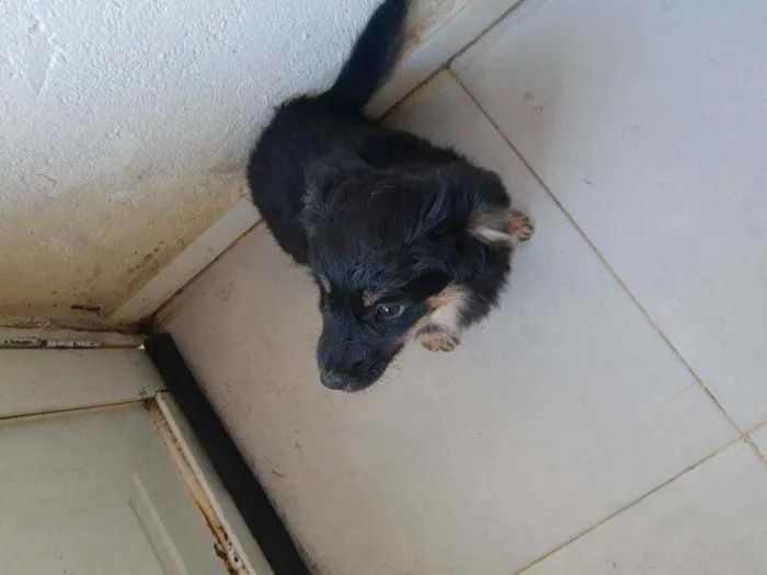 Cachorro ra a Srd idade 7 a 11 meses nome Neguinha 