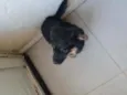 Neguinha