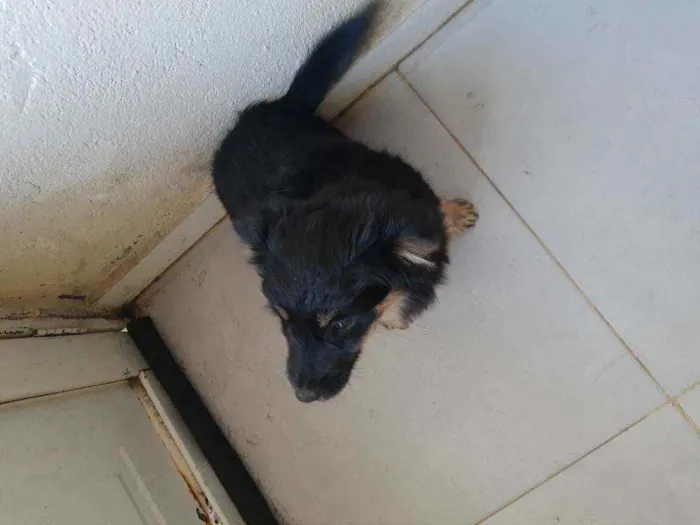 Cachorro ra a Srd idade 7 a 11 meses nome Neguinha 