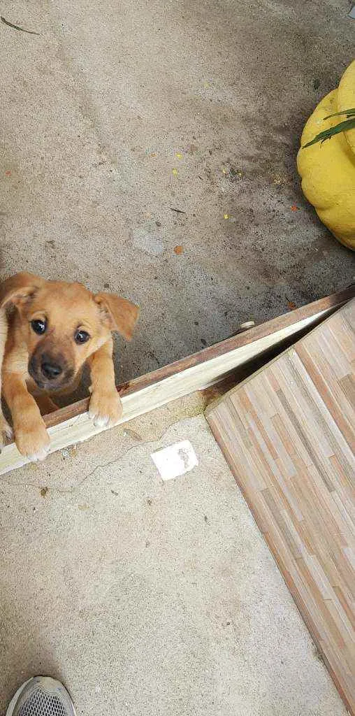 Cachorro ra a Srd idade 7 a 11 meses nome Rabiola