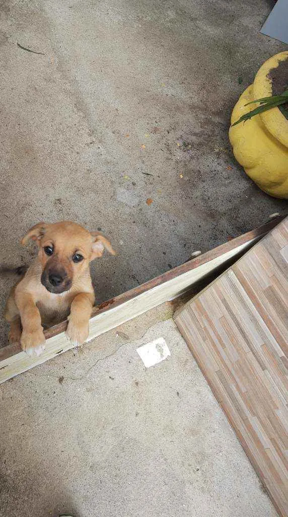 Cachorro ra a Srd idade 7 a 11 meses nome Rabiola
