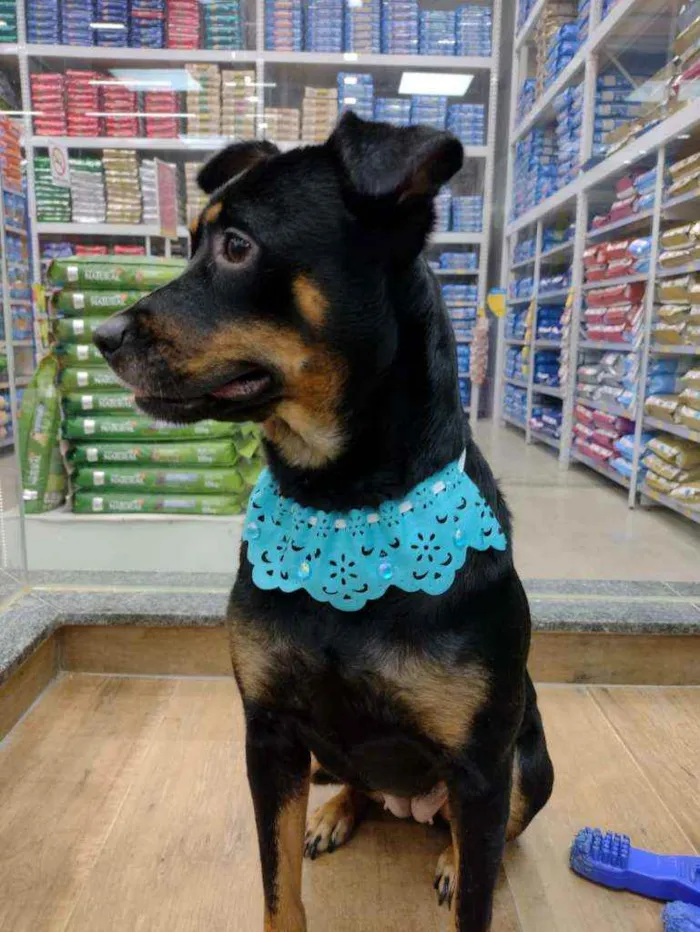 Cachorro raça SRD idade 1 ano nome Pandora