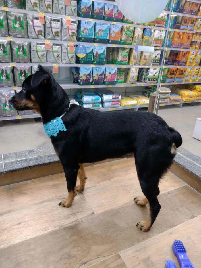 Cachorro raça SRD idade 1 ano nome Pandora