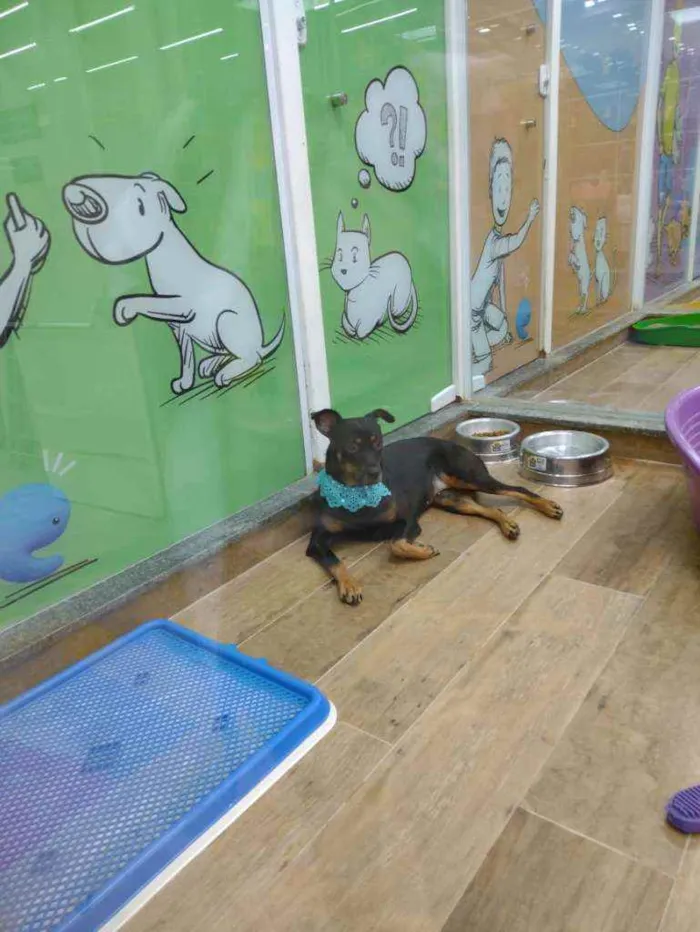 Cachorro raça SRD idade 1 ano nome Pandora