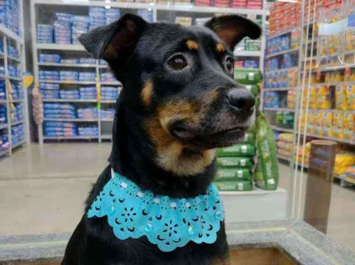 Cachorro raça SRD idade 1 ano nome Pandora