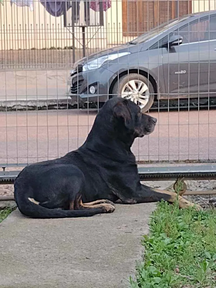 Cachorro ra a Mestiço idade 6 ou mais anos nome Max