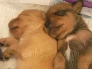 Cachorro raça SRD idade Abaixo de 2 meses nome FILHOTES