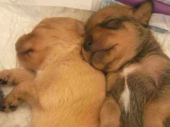 Cachorro ra a SRD idade Abaixo de 2 meses nome FILHOTES