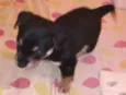 Bernardo