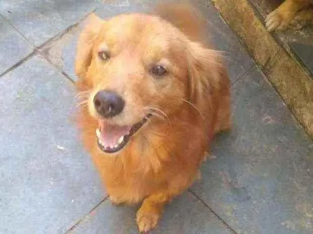 Cachorro ra a SRD idade  nome Brad Pitt