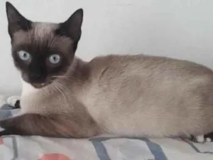 Gato raça SIAMES idade 2 a 6 meses nome JOLIE