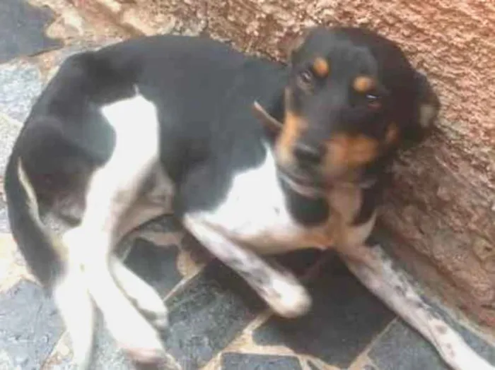Cachorro ra a Meio Fila idade 7 a 11 meses nome Pretinho