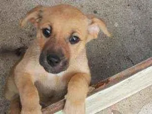 Cachorro raça Srd idade 7 a 11 meses nome Rabiola