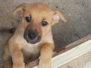 Cachorro ra a Srd idade 7 a 11 meses nome Rabiola