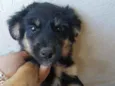 Neguinha 