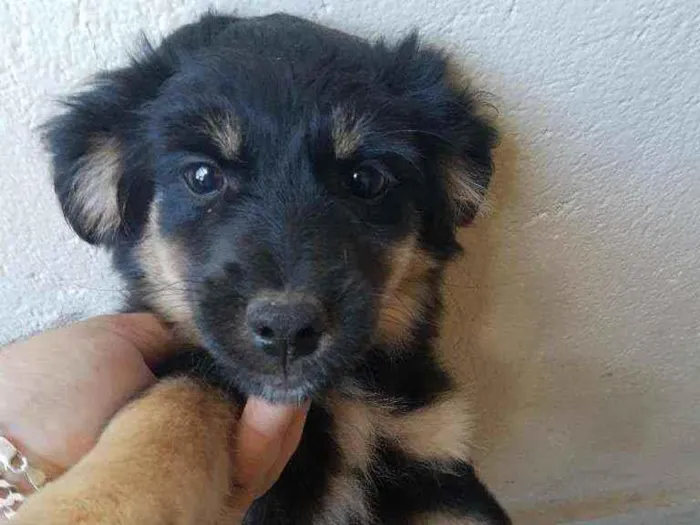 Cachorro ra a Srd idade 7 a 11 meses nome Neguinha 