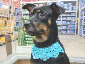 Cachorro raça SRD idade 1 ano nome Pandora