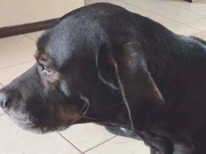 Cachorro ra a Mestiço idade 6 ou mais anos nome Max