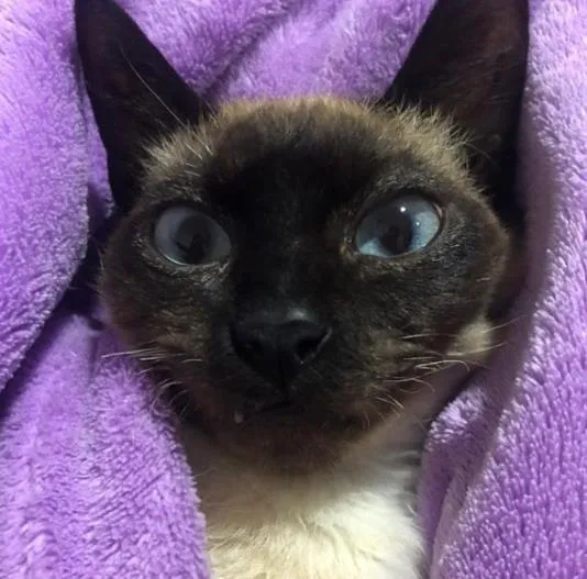 Gato ra a SRD idade 2 a 6 meses nome BALI