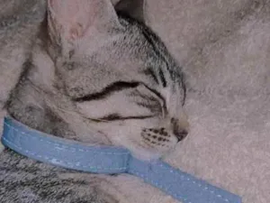Gato raça Gato idade 2 a 6 meses nome Nidalee