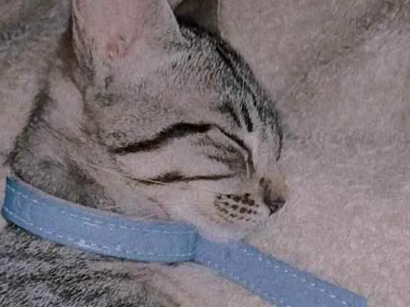 Gato ra a Gato idade 2 a 6 meses nome Nidalee