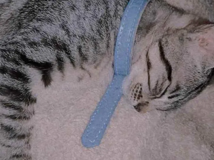 Gato ra a Gato idade 2 a 6 meses nome Nidalee