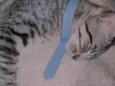 Nidalee