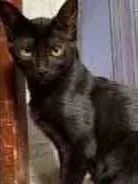 Gato ra a  idade 2 a 6 meses nome Pantera