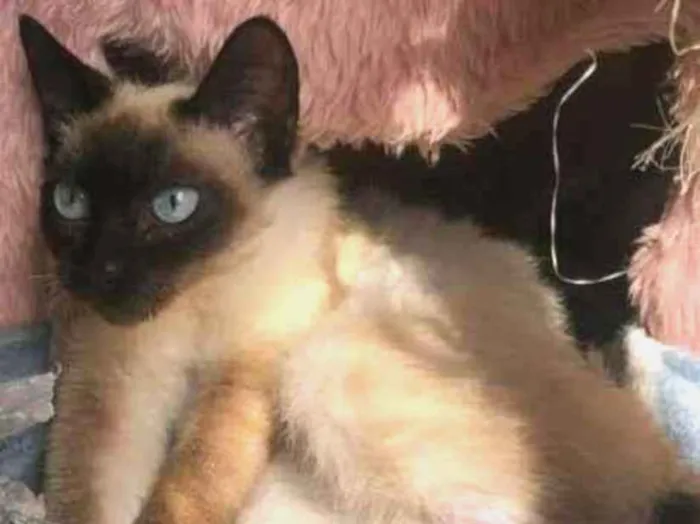 Gato ra a SRD idade 2 a 6 meses nome BALI