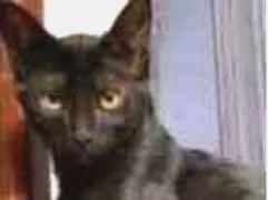 Gato ra a  idade 2 a 6 meses nome Pantera
