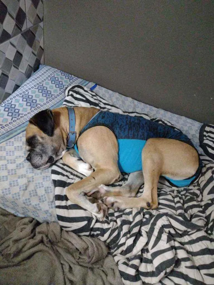 Cachorro ra a Boxer idade 3 anos nome Akim