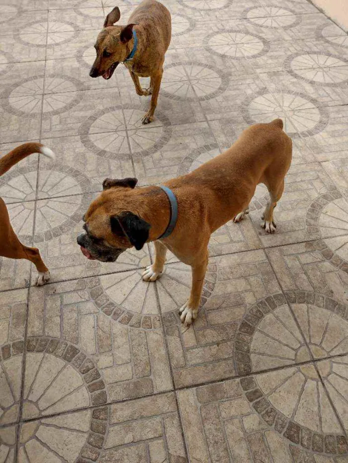 Cachorro ra a Boxer idade 3 anos nome Akim