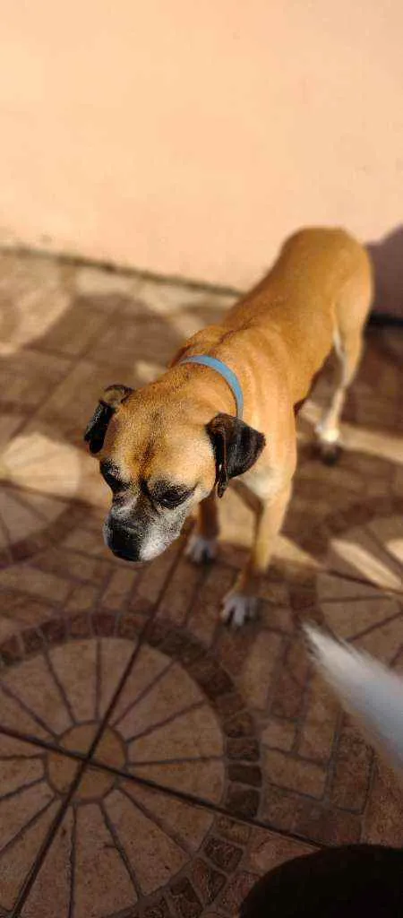 Cachorro ra a Boxer idade 3 anos nome Akim