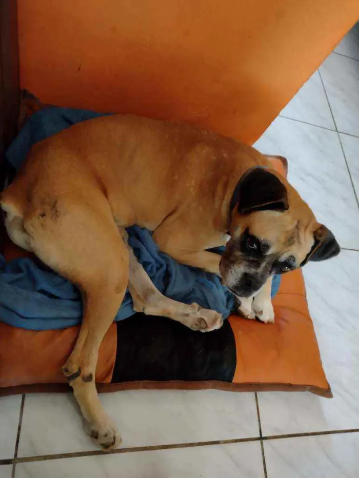 Cachorro ra a Boxer idade 3 anos nome Akim