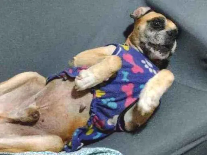 Cachorro ra a Boxer idade 3 anos nome Akim