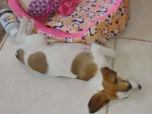 Cachorro raça Pequena idade Abaixo de 2 meses nome Não tem ainda