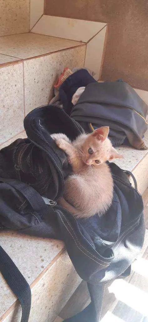 Gato ra a Sem raça  idade 2 a 6 meses nome Pepita