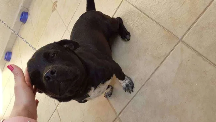 Cachorro ra a shitzu c/ pitbull idade 1 ano nome tomas
