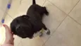 tomas