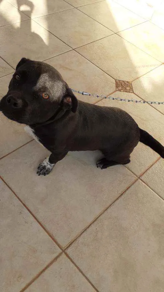 Cachorro ra a shitzu c/ pitbull idade 1 ano nome tomas
