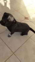 tomas