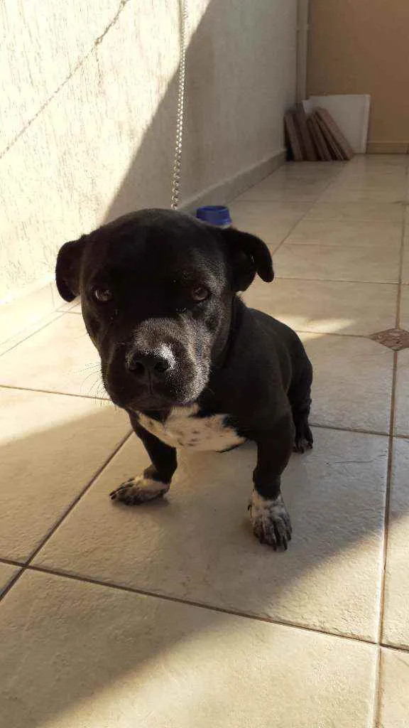 Cachorro ra a shitzu c/ pitbull idade 1 ano nome tomas
