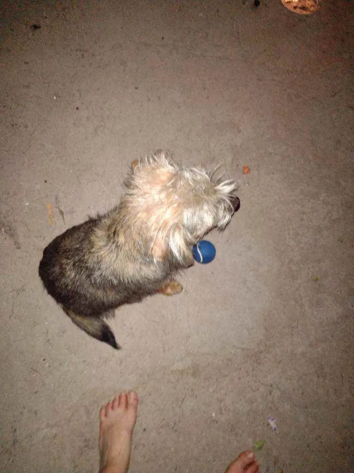Cachorro ra a Mestiça Yorkshire p idade 7 a 11 meses nome LIVY