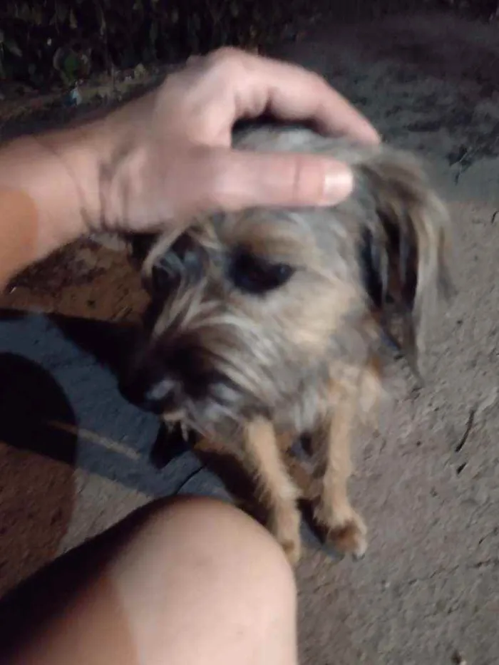 Cachorro ra a Mestiça Yorkshire p idade 7 a 11 meses nome LIVY
